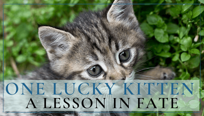 One Lucky Kitten Banner