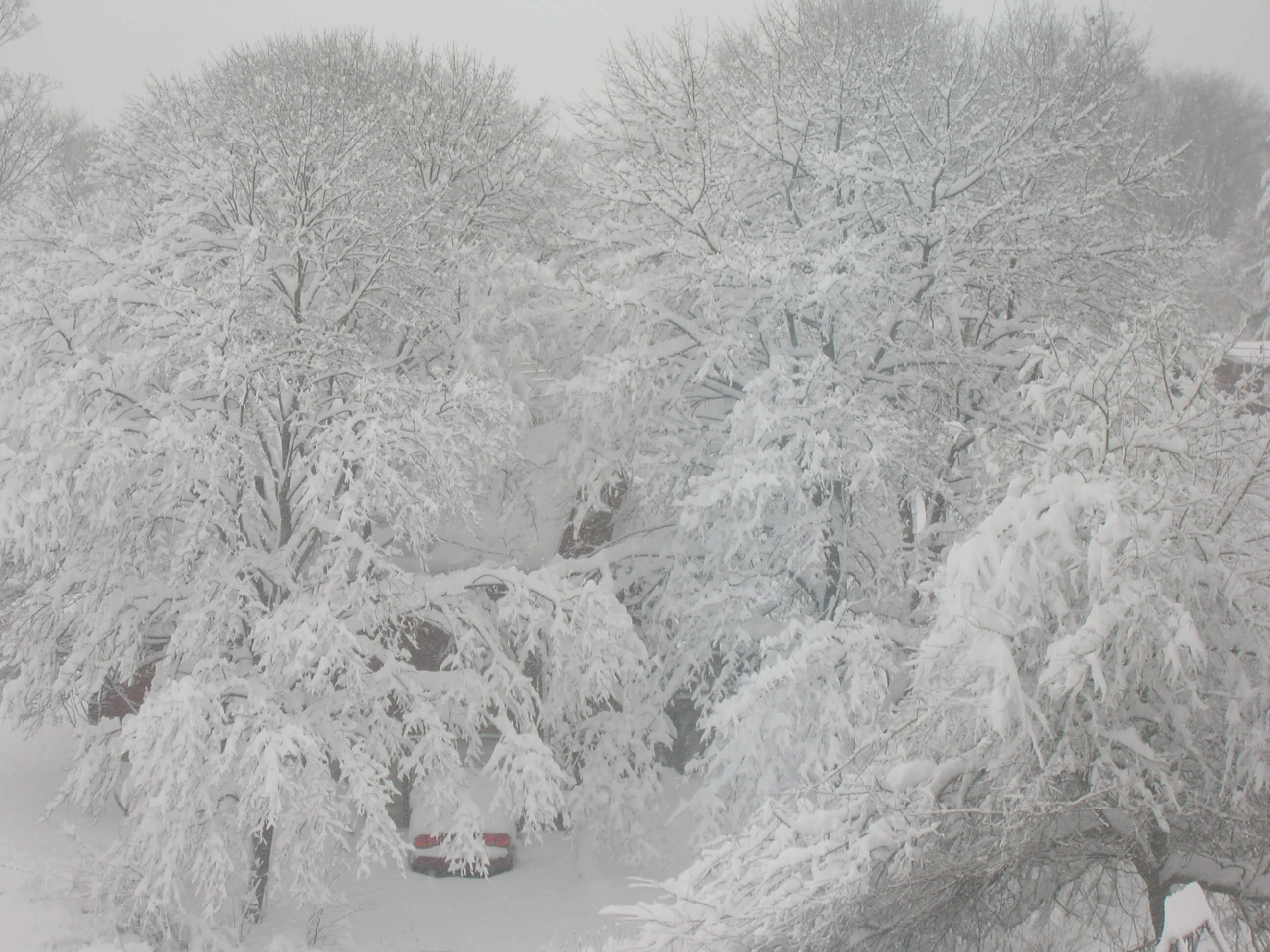 blizzard trees