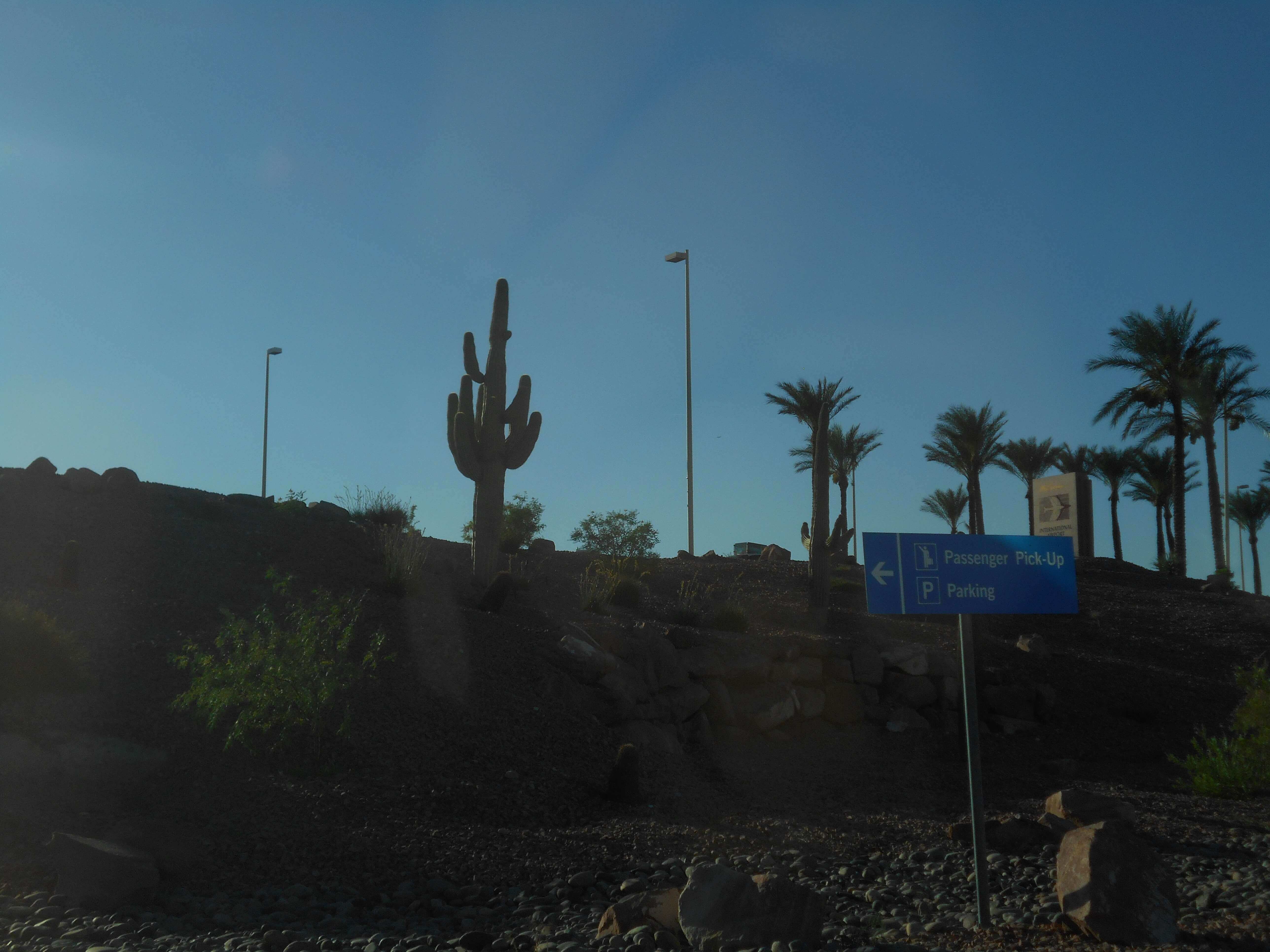 Las Vegas desert cactus