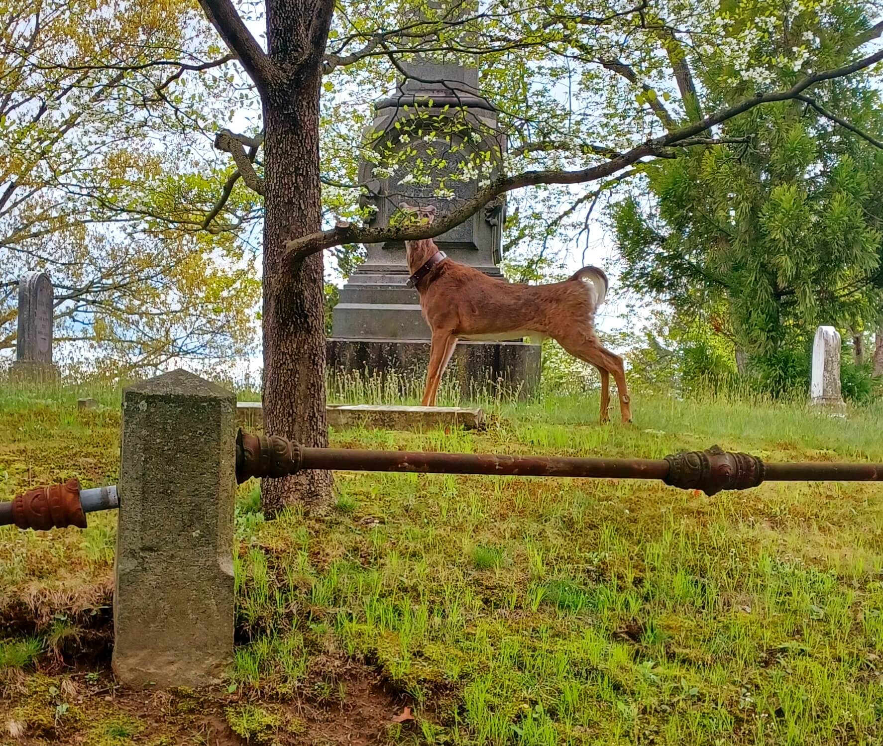 tagged deer