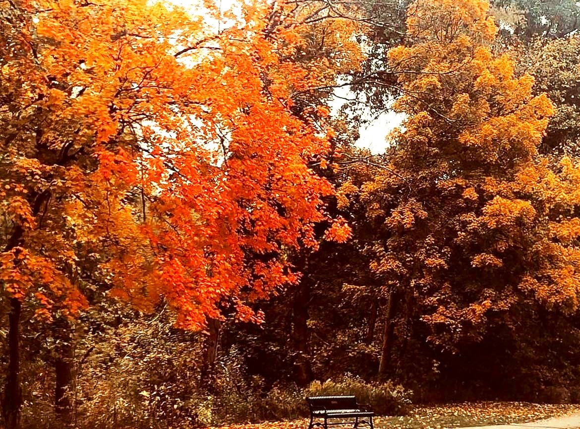 fall park bench
